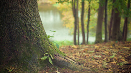 Bosque