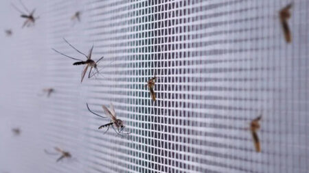 Mosquitera