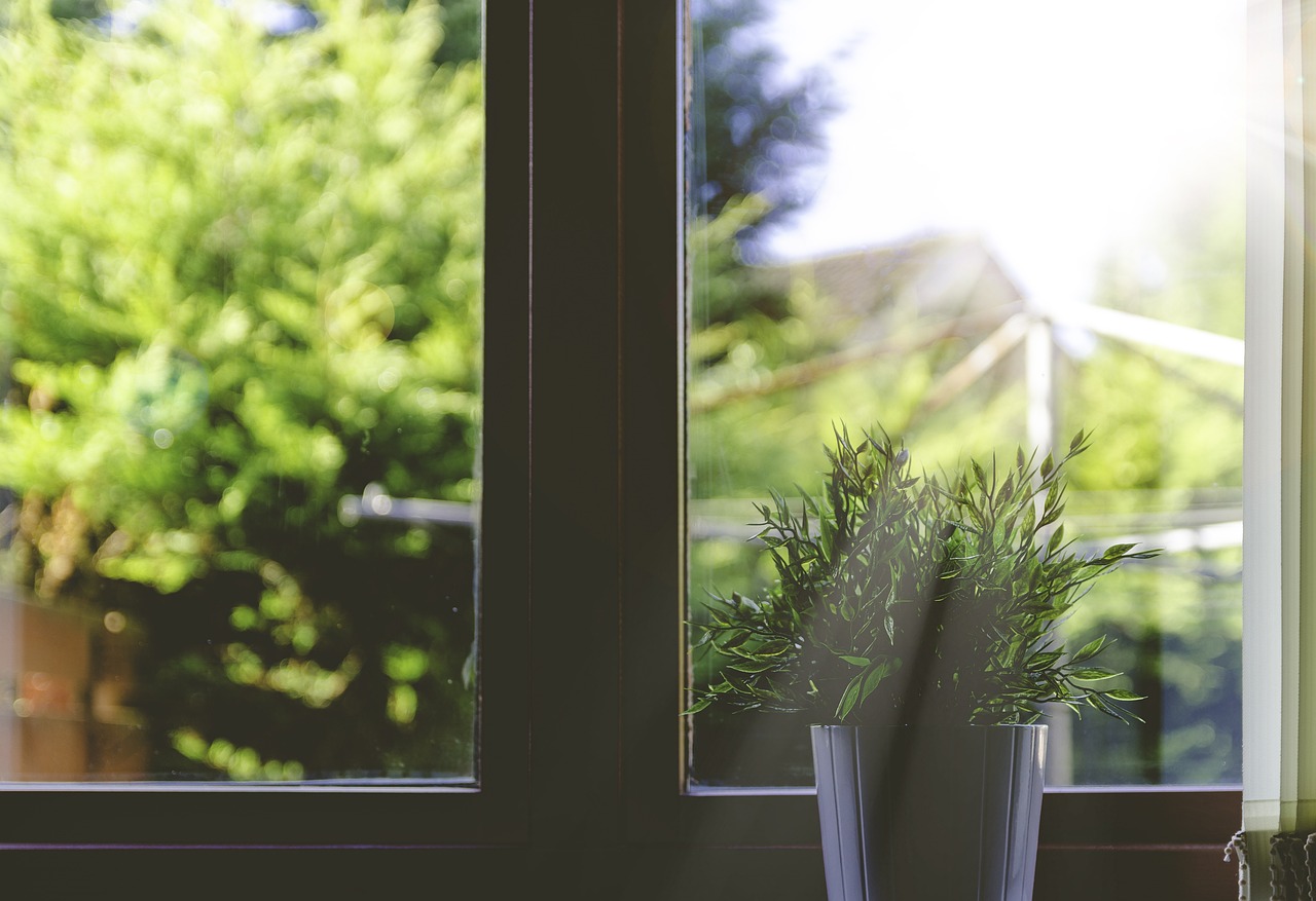 Planta frente a ventana