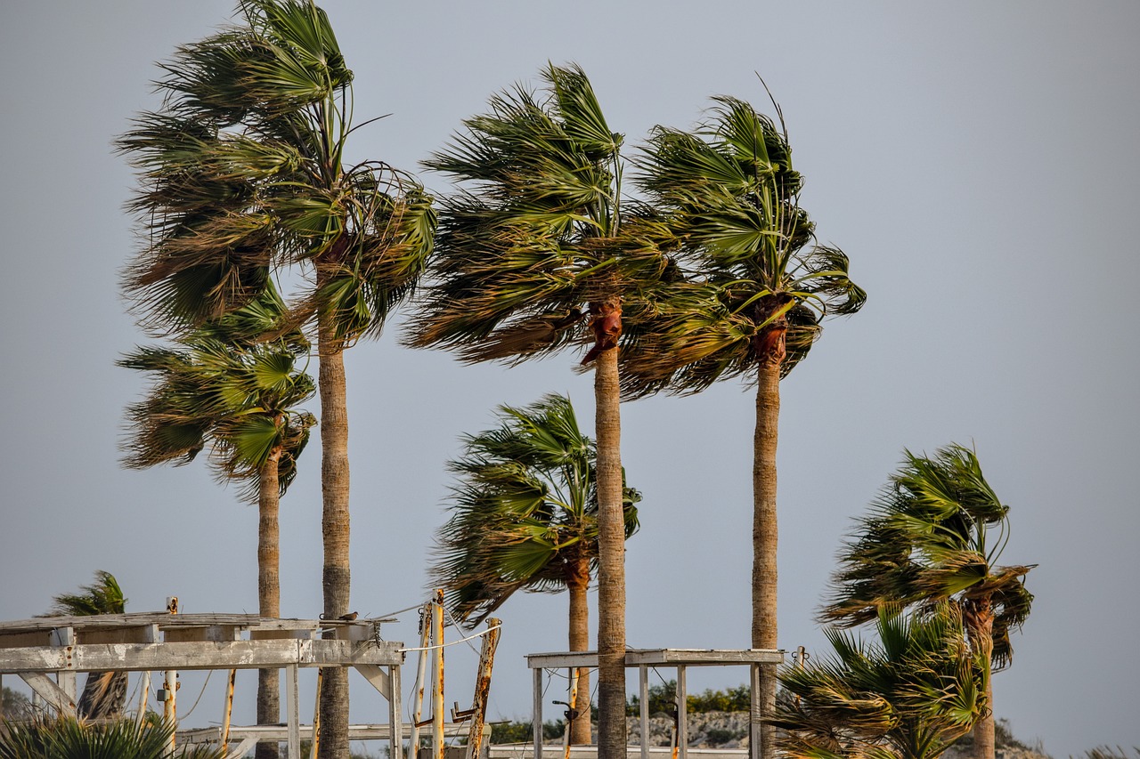 Viento