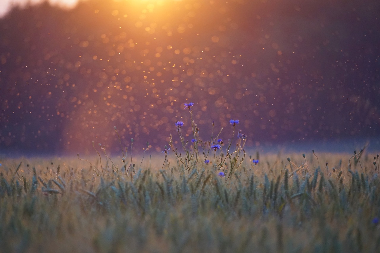 Mosquitos primavera