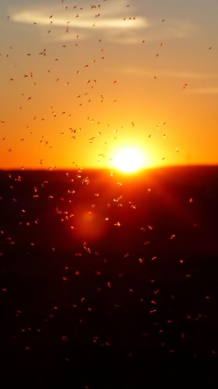 Paisaje con mosquitos